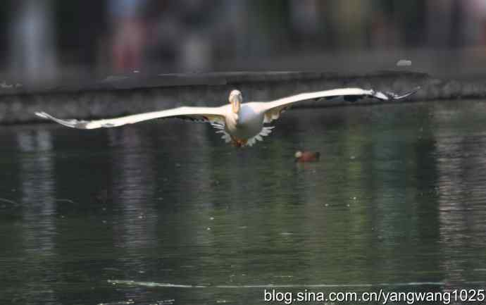 北京动物园的鸟类——再拍大鹈鹕 3