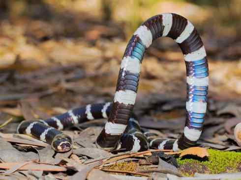 龙：传说的兽原型探秘（澳洲眼睛蛇类）