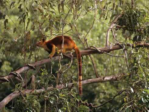 盘点十二大著名食蚁动物:袋食蚁兽 盘点十二大著名食蚁动物:袋食蚁兽