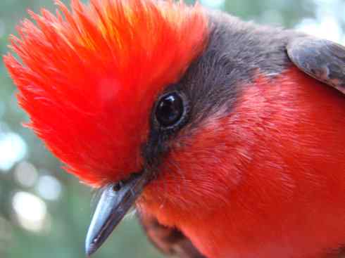 极品红色鸟类：朱红霸鶲