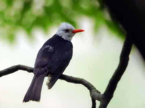 白头鸟系列:另类的美丽（黑短脚鹎）