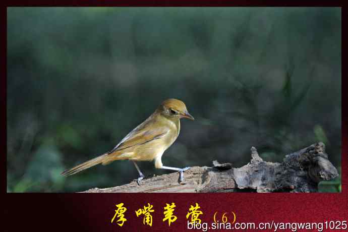 北京天坛公园的鸟类——厚嘴苇莺（6）