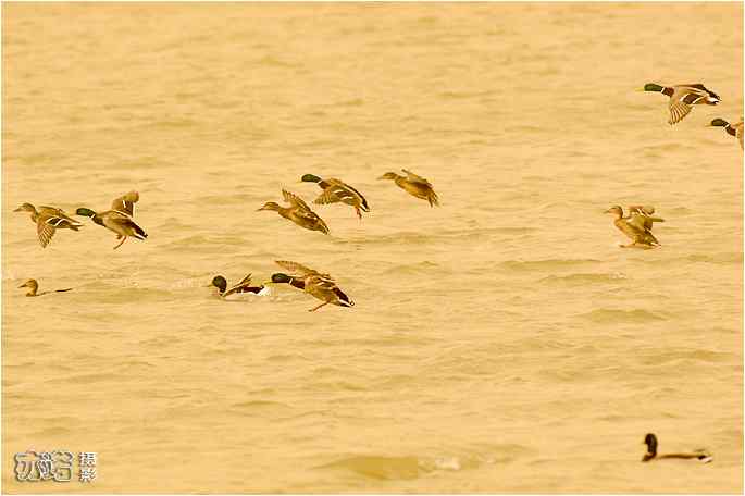  点击图片或使用键盘← →翻页