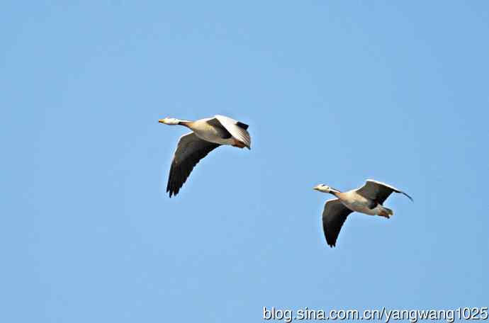 斑头雁（习作）