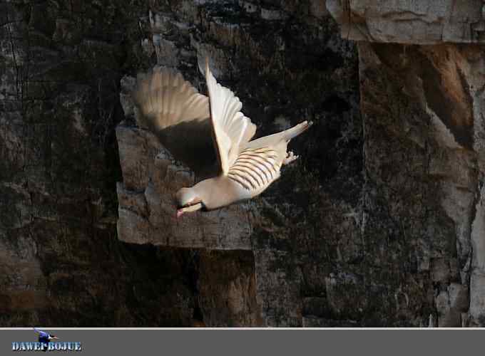 龙年鸡翔：初四拍石鸡