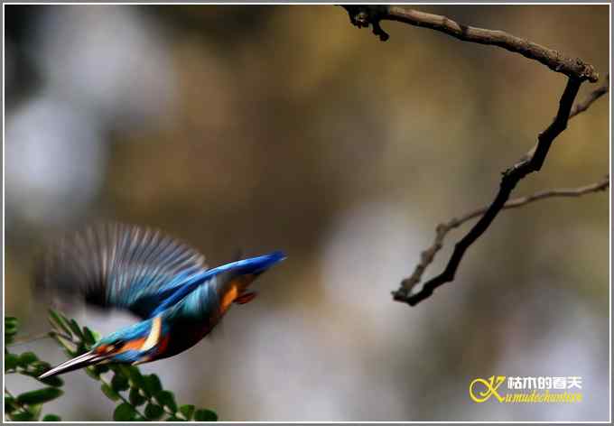 今年冬天的鸟儿有点少【照片】 今年冬天的鸟儿有点少【照片】