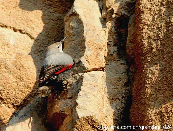 2011岁末鸟片,红翅旋壁雀,朋友们新年快乐,万事如意