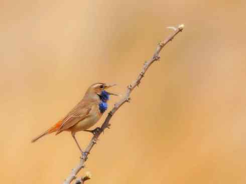 家禽驯化之源之二十七