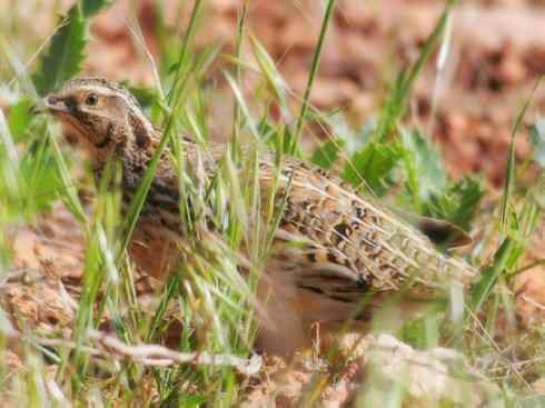 家禽驯化之源之五