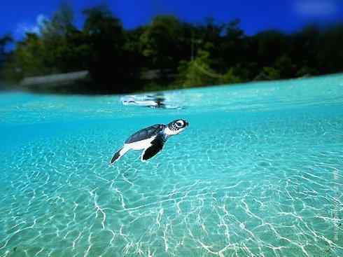 自然奇观：动物大迁徙(海龟类)