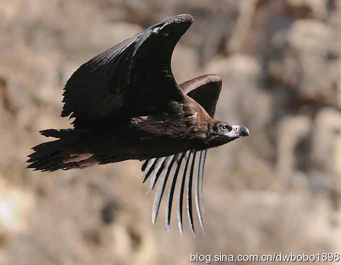 走近秃鹫：一段撼人心魄的拍摄经历