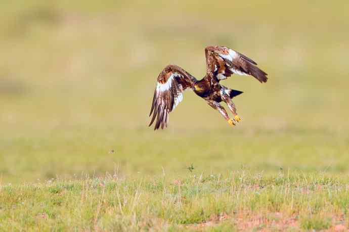 一组草原雕起飞