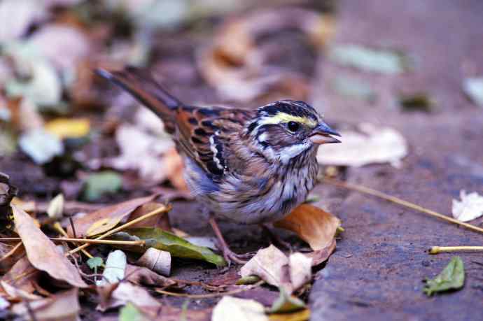 不修边幅(跟踪记录的一只小鸟)2 不修边幅(跟踪记录的一只小鸟)2