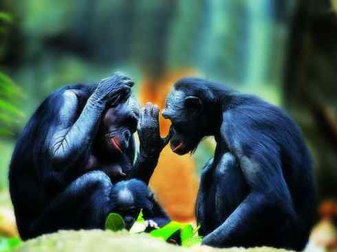 动物世界：山寨还是原创之十五