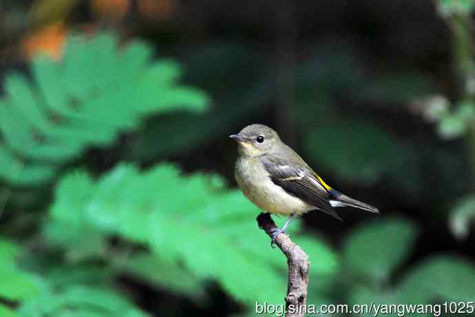 雌性白眉姬鹟(6) 雌性白眉姬鹟(6)