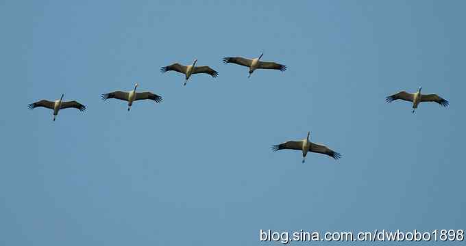 云天鹤影 wbr醉舞冬阳