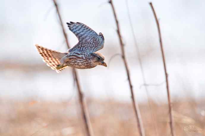 【野鸭湖的鸟】灰背隼 【野鸭湖的鸟】灰背隼