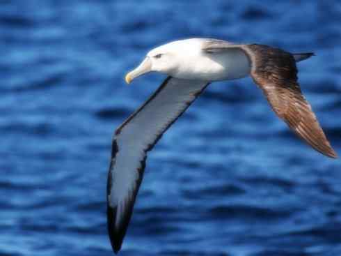 猎奇:奇特的鸟喙之七 猎奇:奇特的鸟喙之七