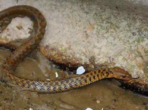 龙：传说的兽原型探秘（游蛇类）