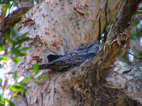 猎奇：奇特的鸟喙之十