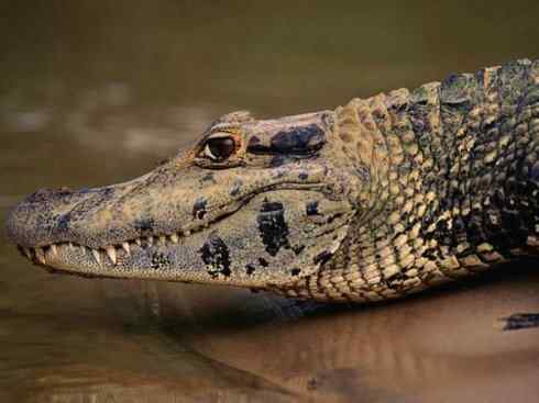 龙:传说的兽原型探秘(短吻鳄类) 龙:传说的兽原型探秘(短吻鳄类)