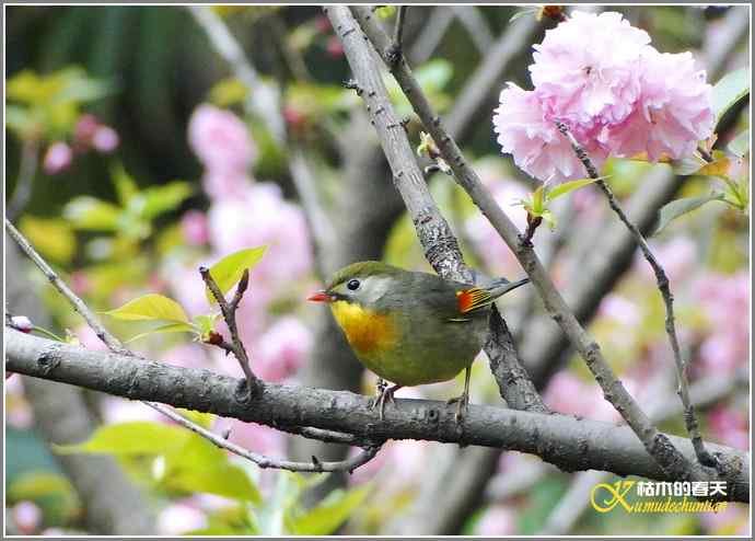 一组鸟片（3月25日）