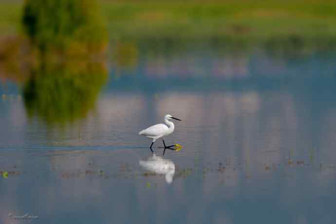 野鸭湖.生境白鹭