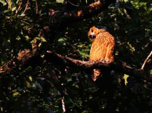 白头鸟系列：另类的美丽（吼海雕）