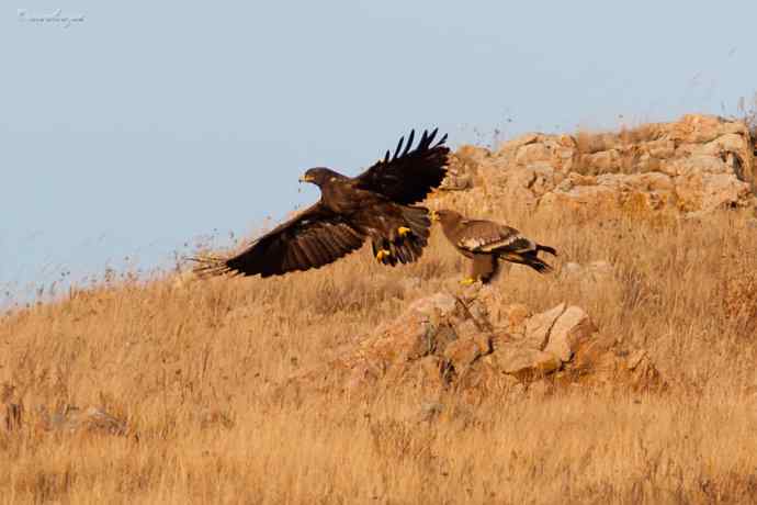 草原有约. wbr夕阳下与草原雕一家敖包相会