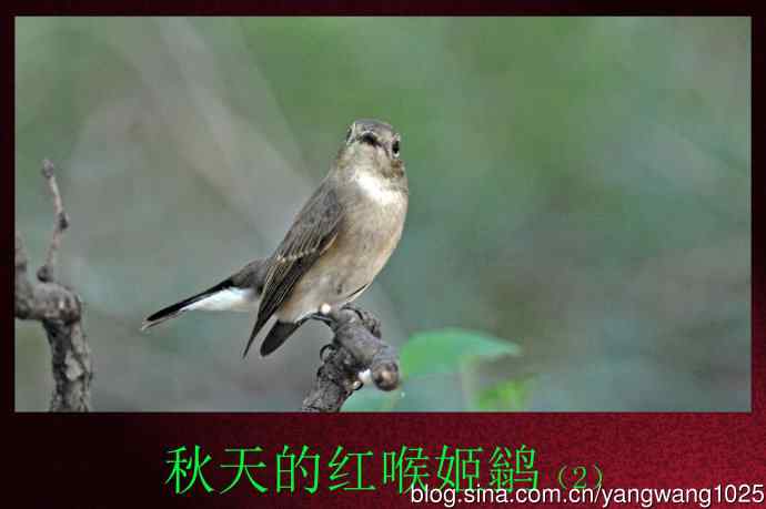 北京天坛公园的鸟类——秋天的红喉姬鹟（2）