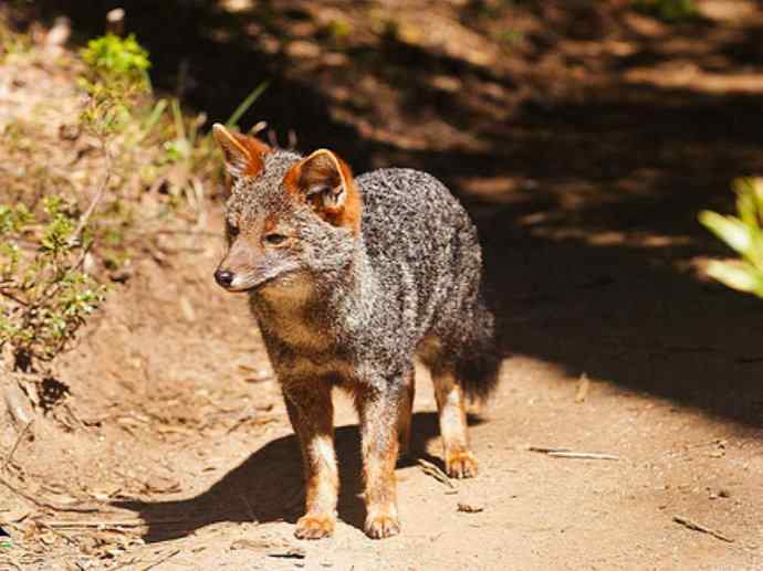犬科：狐亚科伪狐属之阿根廷狐、山狐、达尔文狐