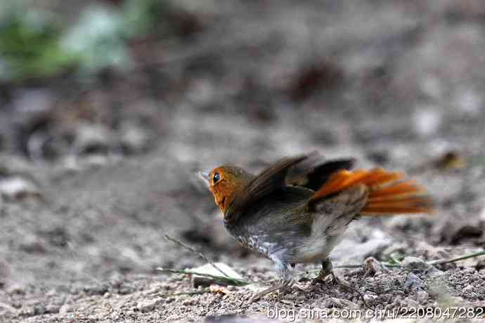 233.打鸟归来收获多多---(5)日本歌鸲 233.打鸟归来收获多多---(5)日本歌鸲