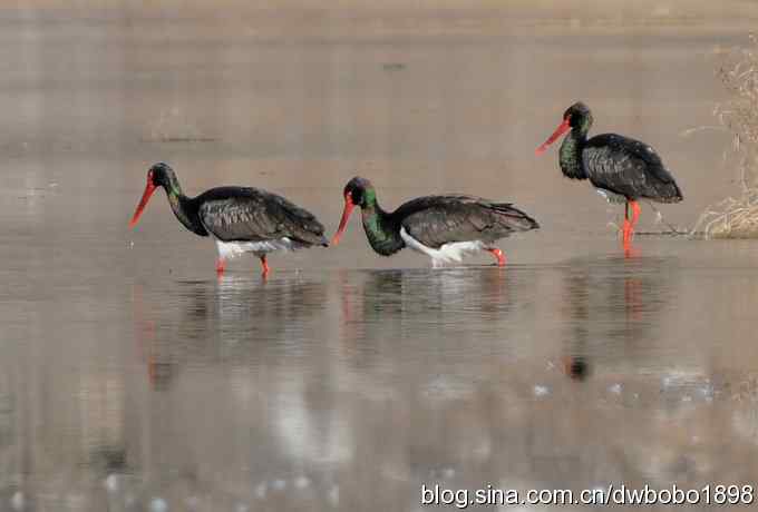 再拍黑巨鸡 再拍黑巨鸡
