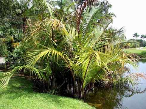 鱼类活化石：月眼鱼