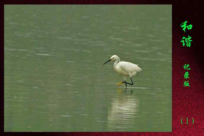 北京南海子公园的鸟类——和谐  记录版  （1）