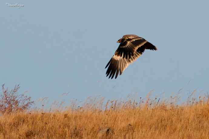 草原有约. wbr夕阳下与草原雕一家敖包相会