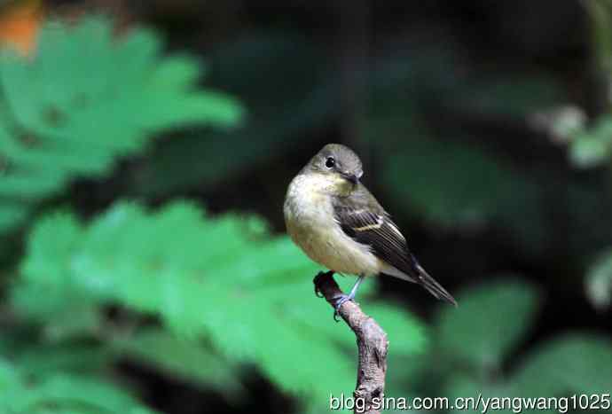 雌性白眉姬鹟(6) 雌性白眉姬鹟(6)