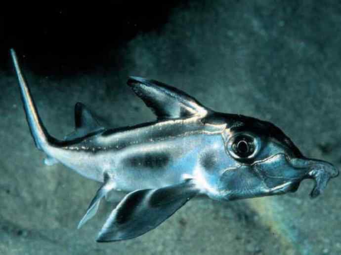 鱼类活化石：叶吻银鲛