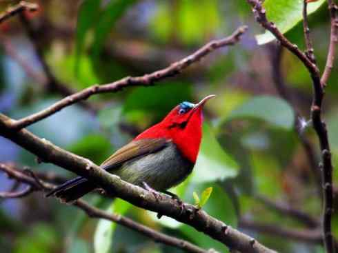 美丽无罪：雀鸟之太阳鸟