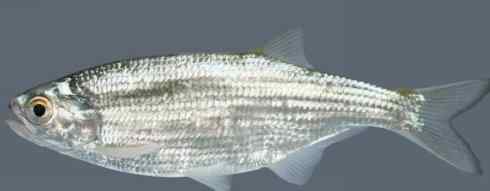 鱼类活化石：月眼鱼