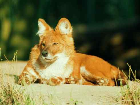 犬科：薮犬亚科豺属之豺