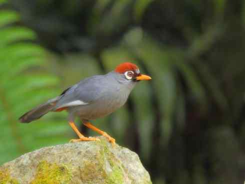 美丽无罪：雀鸟之噪鹛