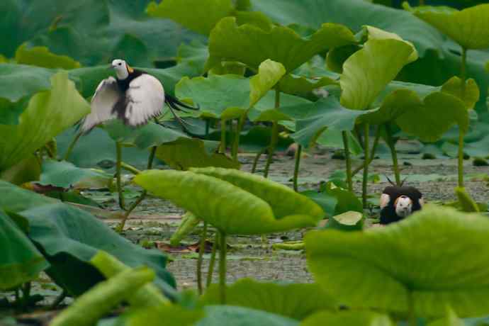 水雉 wbr荷塘里的温柔乡 水雉 wbr荷塘里的温柔乡