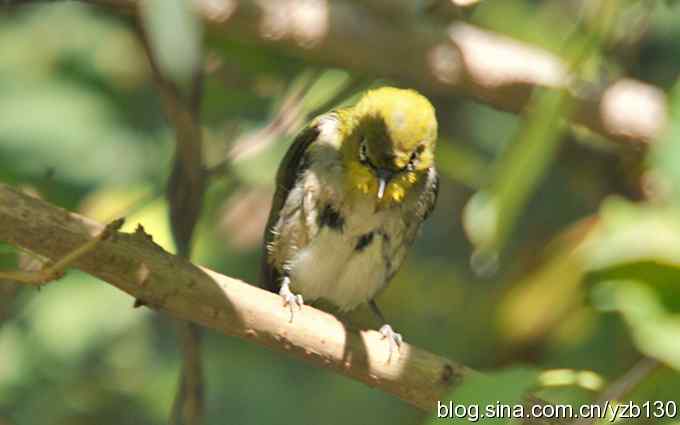 第一次遇到绣眼鸟（组图）