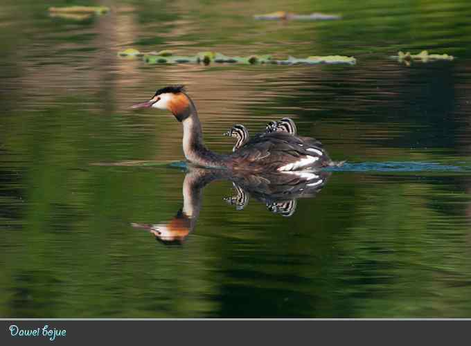 绿意倒映中的pt家园 绿意倒映中的pt家园