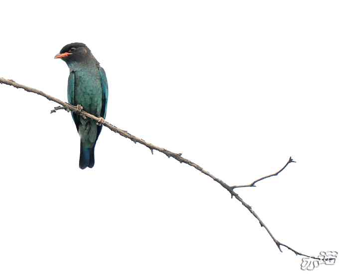 圆明园 wbr路 wbr三宝鸟(清晰、飞行版) 圆明园 wbr路 wbr三宝鸟(清晰、飞行版)