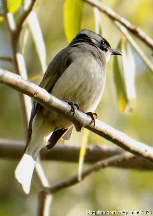 白头鹎的快乐生活(玉渊潭)