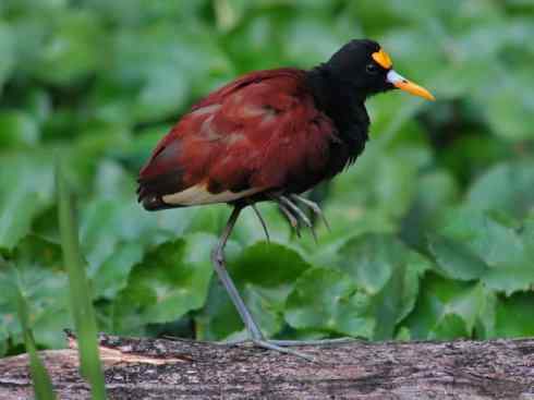 奇特的盔：非洲雉鸻