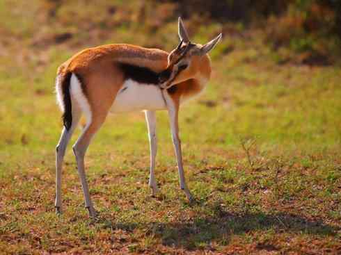 麒麟：传说的兽原型探秘（鹿羚）
