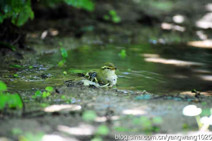 爽(洗浴的黄眉柳莺)3 爽(洗浴的黄眉柳莺)3